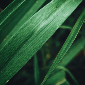 وتیور (خسخس)