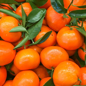 پرتقال ماندارین