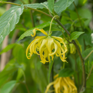 یلانگ یلانگ